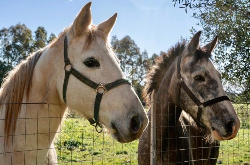 Casa Provence Family & Friends Mare & Natura アルゲーロ エクステリア 写真